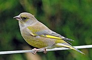 zvonek zelený(Carduelis chloris)