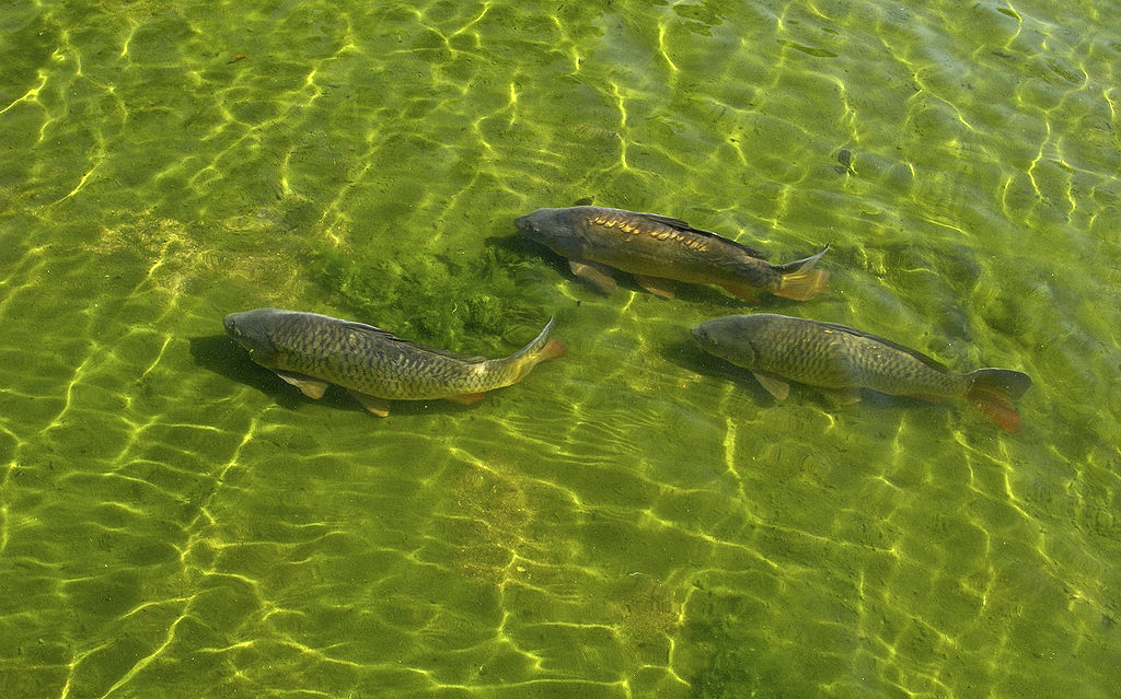 1024px-Carp_in_Herbert_Park_Pond%2C_Dublin.jpg