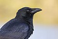 * Nomination Portrait of a carrion crow (Corvus corone) in parc Georges-Valbon, France. --Alexis Lours 06:56, 26 November 2023 (UTC) * Promotion Good quality. --Imehling 10:00, 26 November 2023 (UTC)