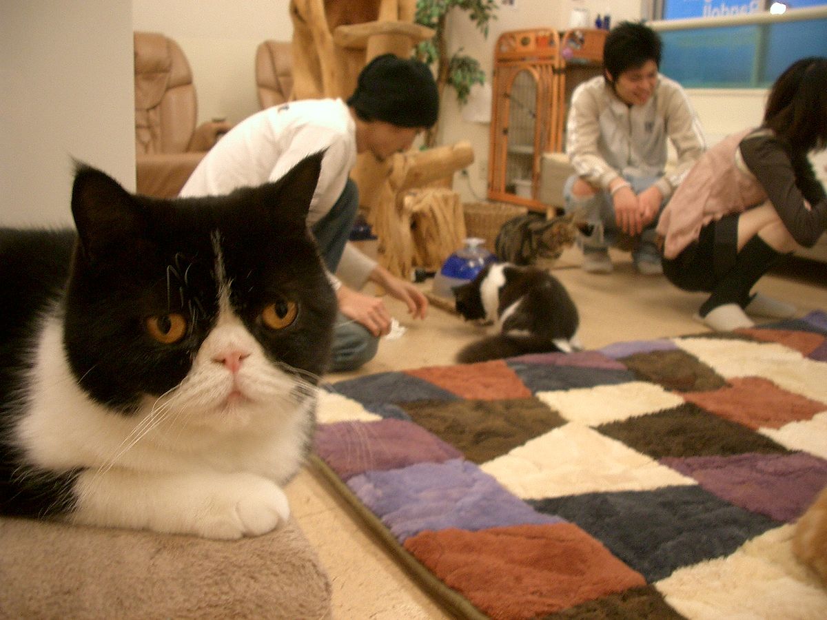 Cat café - Wikipedia