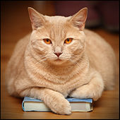 Cat on a Book.jpg