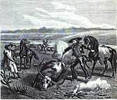 Una de las labores que los Charros llevaban a cabo como vaqueros y caporales eran los herraderos, o la marcación del ganado.