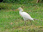 Cattle Egret (Bubulcus ibis) -Florida Keys.jpg