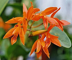 Cattleya aurantiaca.jpg