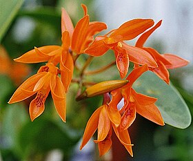 Flores da Guarianthe aurantiaca