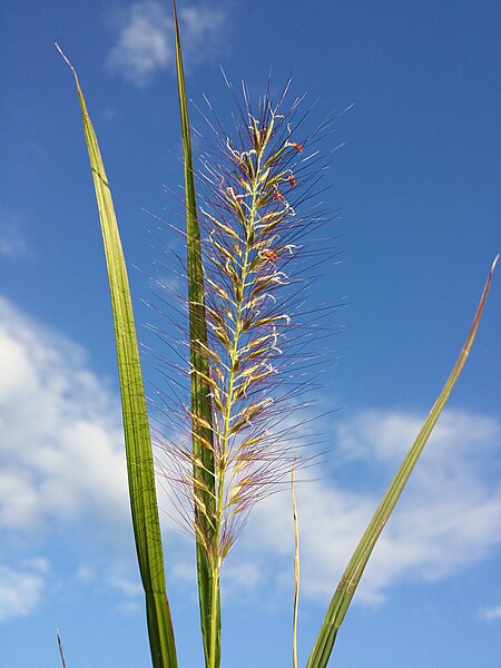 File:Cenchrus purpurascens sl31.jpg