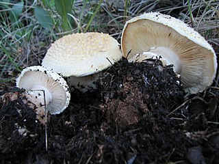 <i>Cercopemyces</i> Genus of fungi