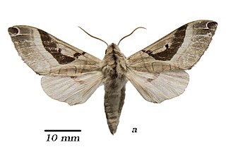 <i>Ceridia heuglini</i> Species of moth