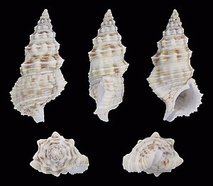 Cerithium columna 01.jpg