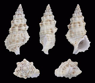 <i>Cerithium columna</i> Species of gastropod