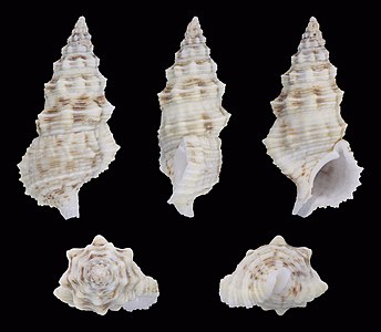 Cerithium columna