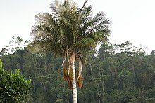 Ceroxylon sasaimae 67008730.jpg