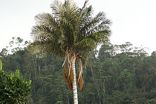 <i>Ceroxylon sasaimae</i> Species of palm