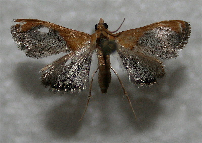 File:Chalcoela iphitalis.jpg