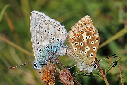 Acasalamento entre borboletas da espécie Polyommatus coridon na reserva natural nacional de Aston Rowant, Oxfordshire, Inglaterra. (definição 4 873 × 3 248)
