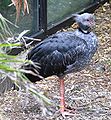 Southern Screamer