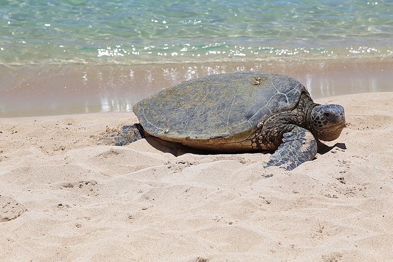 File:Chelonia mydas green sea turtle 3.jpg