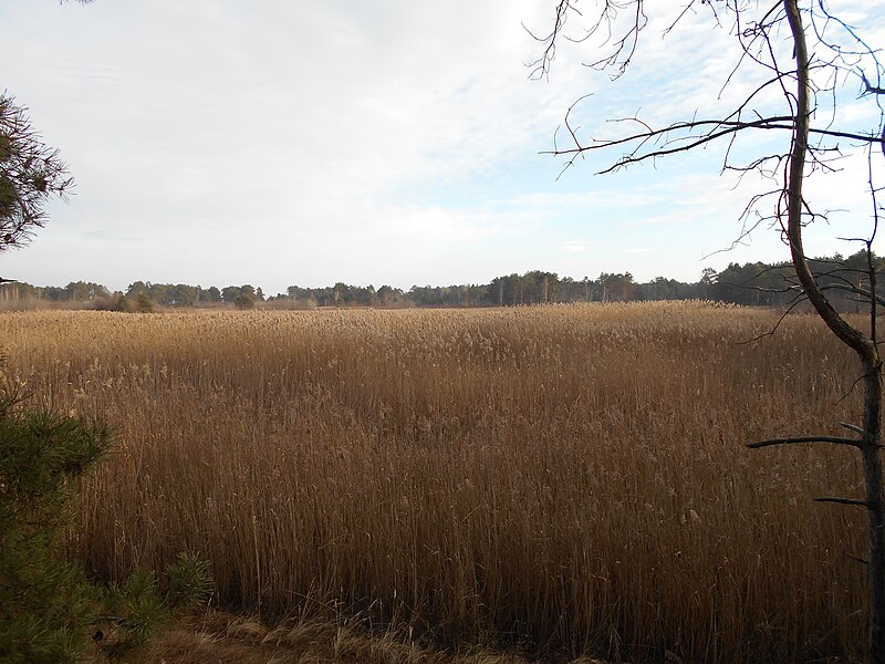 File:Cherkas'kyi district, Cherkas'ka oblast, Ukraine - panoramio (1196).jpg