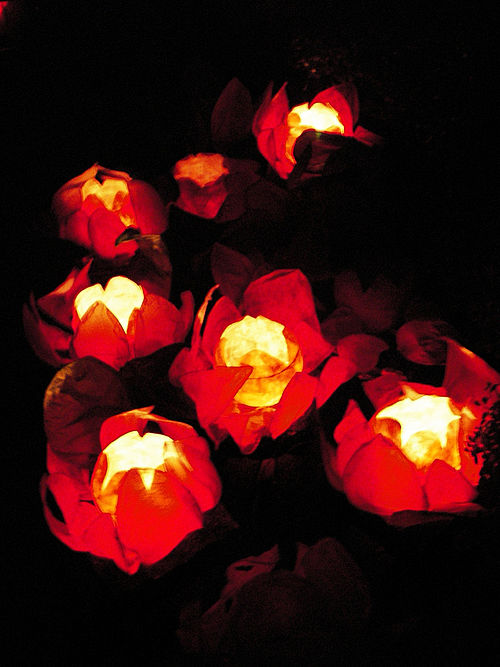 Chinese lotus lanterns floating in a river