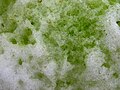 Détail d'algue des neiges vert.