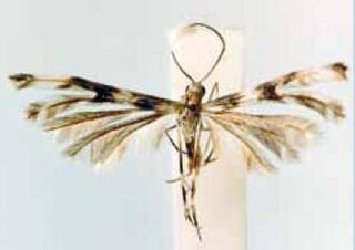 <i>Singularia venedictoffi</i> Species of plume moth
