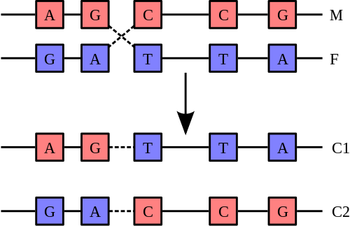 Recombination involves the breakage and rejoining of two chromosomes (M and F) to produce two re-arranged chromosomes (C1 and C2).