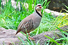 A chukar bird