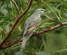 Common cicadabird Cicadabird fem kobble.JPG