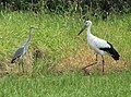 Male (J0048) with Ardea cinerea Maibara, Shiga prefecture, Japan