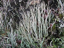 Cladonia cornuta (L.) Hoffm 271270.jpg