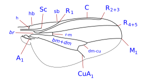 veins.svg aile Clanoneurum