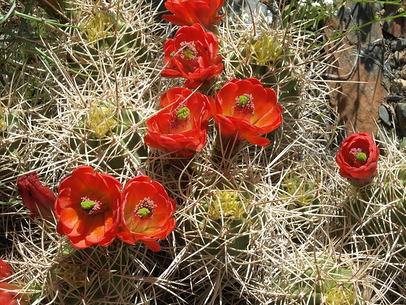 File:Claretcup cactus, Echinocereus mojavensis (14919279274).jpg