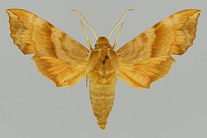 Clarina syriaca, male