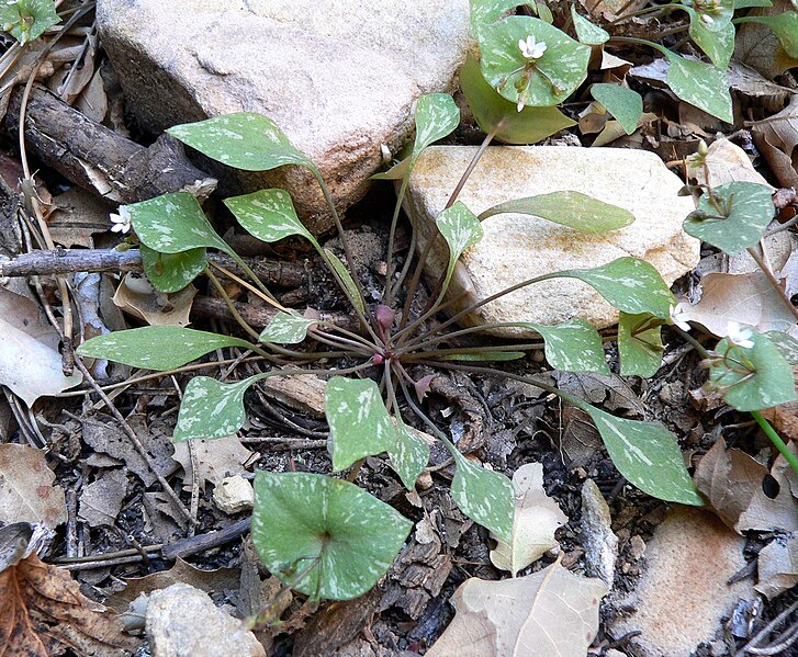 File:Claytonia perfoliata ssp intermontana 2.jpg