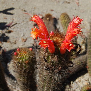 <i>Loxanthocereus acanthurus</i> Species of cactus