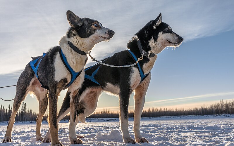 File:Close-up two sled dogs, Alaska (40340351725).jpg