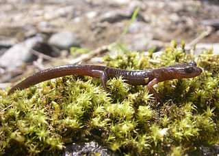 Cloud forest salamander Species of amphibian