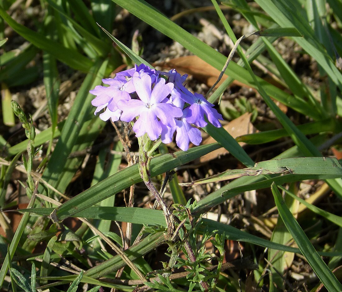 Verbena maritima