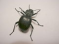 Akis sp. (Coleoptera, Tenebrionidae)