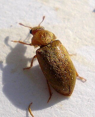 <i>Byturus</i> Genus of beetles