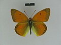 ♂ dorsal side