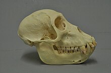 Colobus satanas skull Colobus satanas 02 MWNH 332.jpg