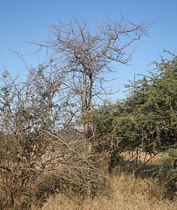 Commiphora Glandulosa: Descripción, Distribución y hábitat, Taxonomía