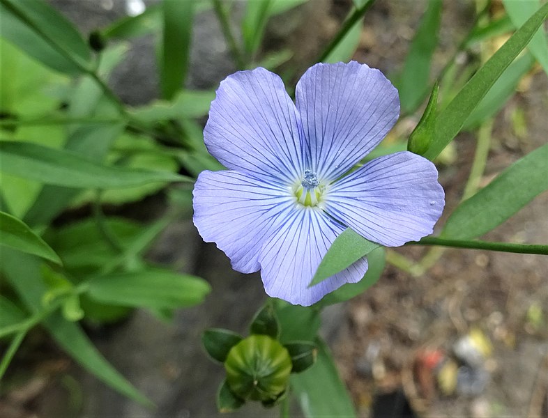 File:Common Flax or Linseed (Linum usitatissimum) flower. Chapeltoun North Ayrshire.jpg