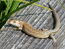 Common lizard (Lacerta vivipara). Common Lizard. Lacerta vivipara (27742089869).jpg