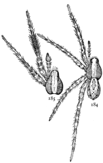 <i>Schizocosa ocreata</i> Species of spider