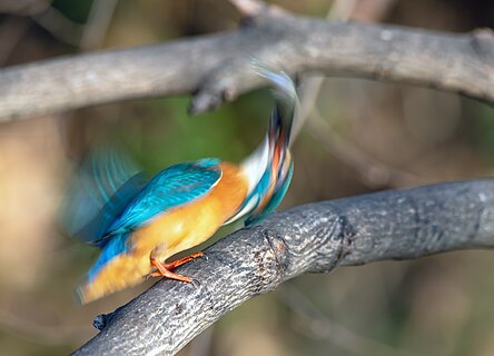 A kingfisher rolling and slamming a small fish onto the branch.