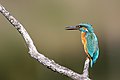* Nomination Common kingfisher (Alcedo atthis) on a branch. --Alexis Lours 09:23, 17 November 2021 (UTC) * Promotion  Support Good quality. --Ercé 10:13, 17 November 2021 (UTC)