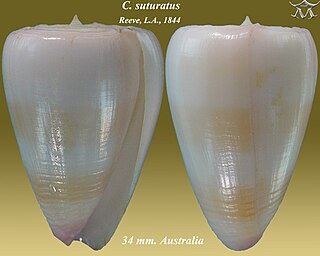 <i>Conus suturatus</i> species of mollusc
