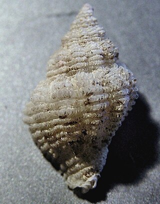 <i>Coralliophila inflata</i> Species of gastropod
